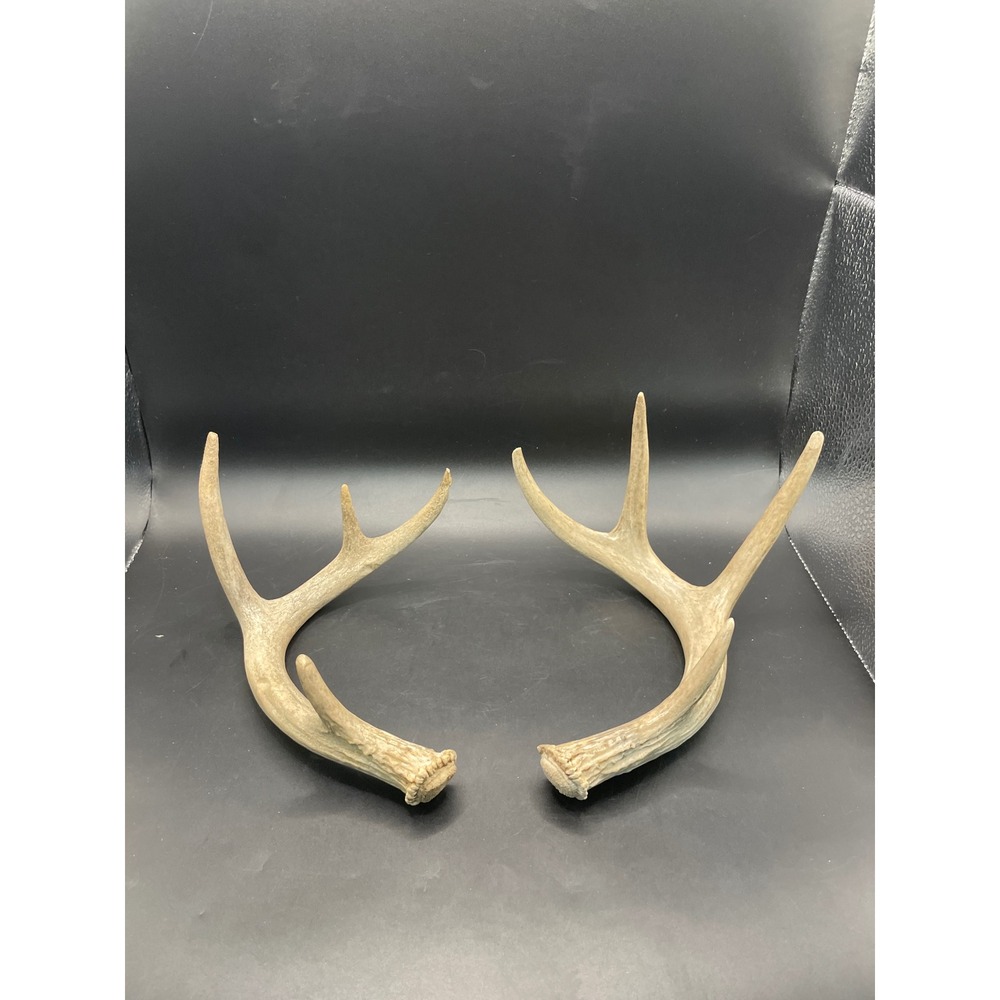 Natural Deer Antler Sheds Pair 4 Point Buck Horns Rustic Cabin Decor Crafting